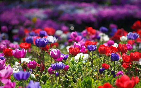 Прелестные барышни! Поздравляем вас с праздником весны и красоты! :)