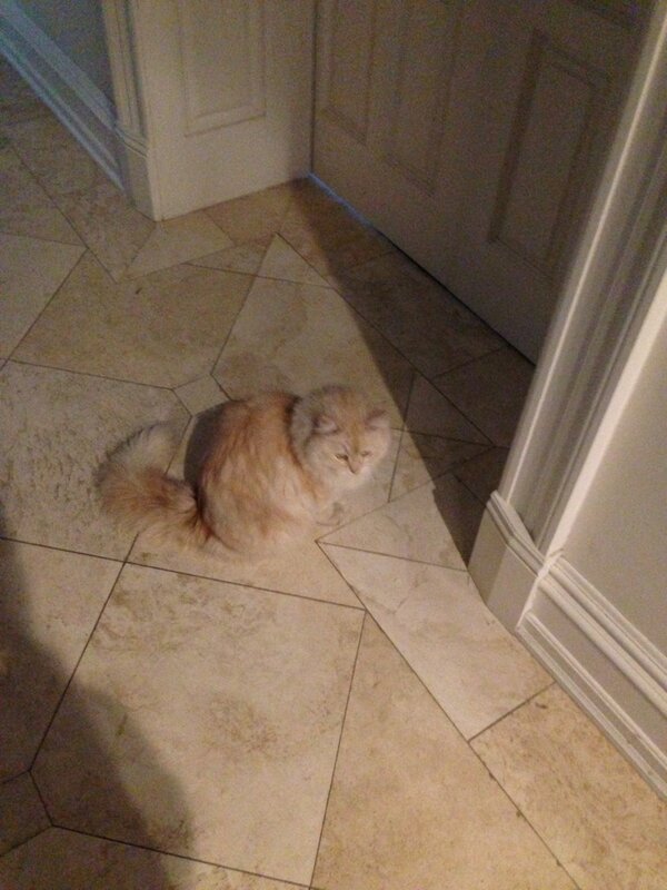 Olimu9's tweet photo. Look at my pet fluffball http://t.co/RZ3AvkQ1r8