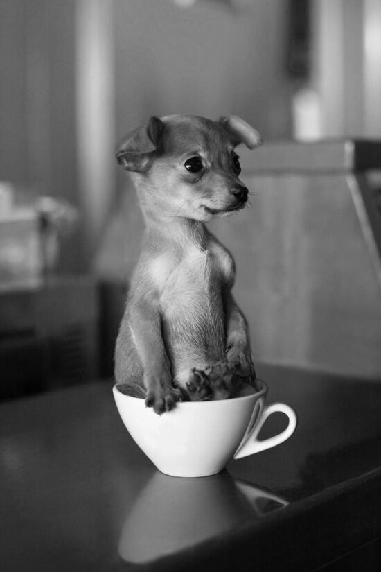 YourTeaBlog's tweet image. Tea cup pub #cute