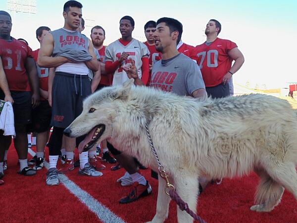 Lobo Football hosted a special guest this morning during winter workouts: Forrest, a 150+ lb. wolf (Lobo)! #GoLobos