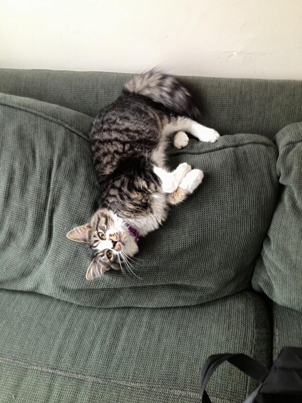 MaxtheSpaghetti's tweet photo. I forgot how to cat http://t.co/8Z5vc9pRIq