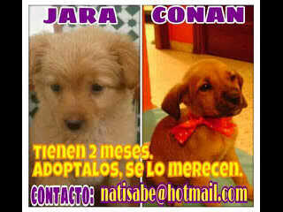 #OsoArturo ❤❤ (@marydyosa) on Twitter photo <a href="/Huellasdecalle/">Huellitas de calle</a> <a href="/HuellasCaracas/">HuellasCcs!</a> <a href="/HuellaAnimal_/">Fund. Huella Animal</a> SOS España estas dulzuras buscan hogar están en <a href="/LASAnimal/">La Sonrisa Animal (Lasa)®</a>!M ayudas <a href="/Huellasdecalle/">Huellitas de calle</a> <a href="/HuellasCaracas/">HuellasCcs!</a> <a href="/HuellaAnimal_/">Fund. Huella Animal</a> SOS España estas dulzuras buscan hogar están en <a href="/LASAnimal/">La Sonrisa Animal (Lasa)®</a>!M ayudas