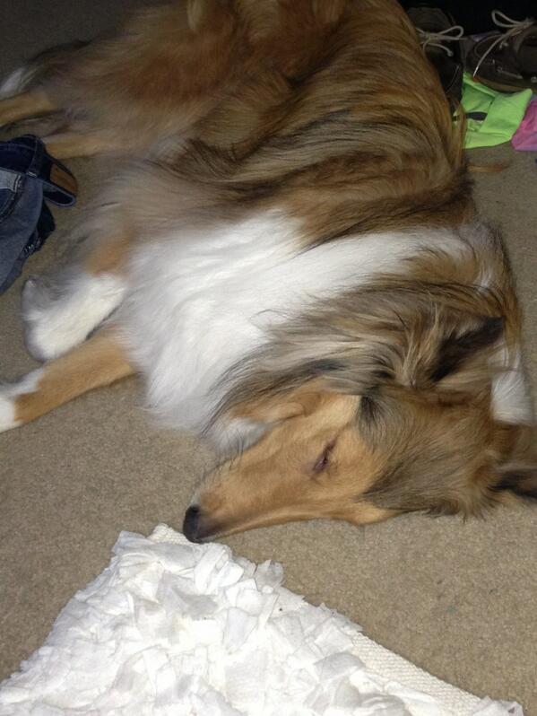 are collies lazy