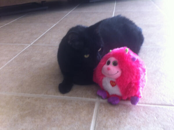 Keepapet's tweet photo. Harry and the Monkey! http://t.co/hfwtL1EF3R