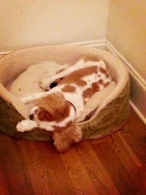 Watch kay 🐻 bear's leaked NSFW photo on TwXstars