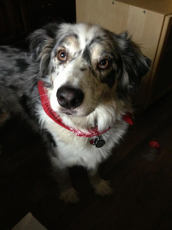 Girlw1Dimple's tweet image. The lets go play in the snow face :-) #seconddayofspring #snomg