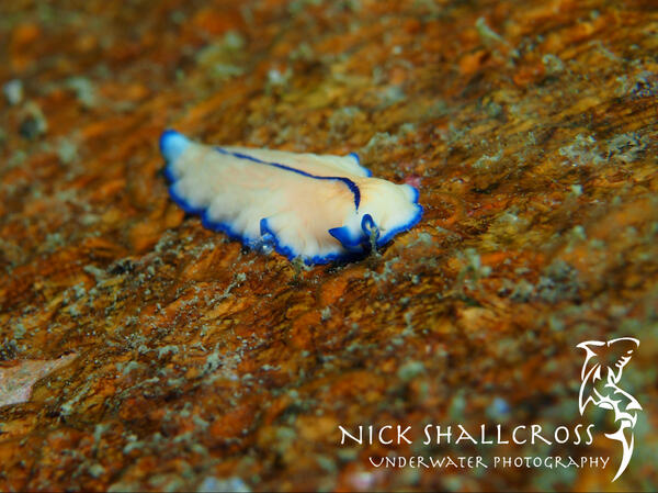 NickShallcross's tweet photo. Flatworm
#scuba #underwater #photography #doyouinspire #fridayfotos #photo #nature http://t.co/UbfT425kPG