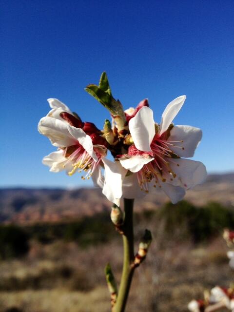 Llegó la #primavera y con ella su calor, es época de grandes cambios ,que ya están dando su flor... #diadelafelicidad
