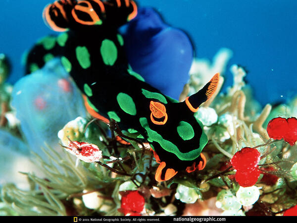 Elise_Andrew's tweet image. Look at this thing! I fucking LOVE nudibranchs.