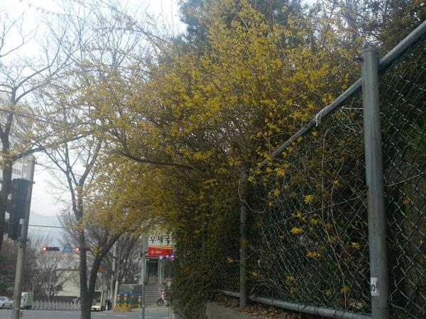 chamse010's tweet image. 개나리가 활짝폈습니다
꽃들도 봄을알리기 바쁜데
우리맘도 봄이 온걸까요^^?
기지게 한번 쭈~~~욱 펴고
산뜻하게 봄맞이 해야할듯
또금방 휙가버릴지도 모르니 서둘러야 겠어용