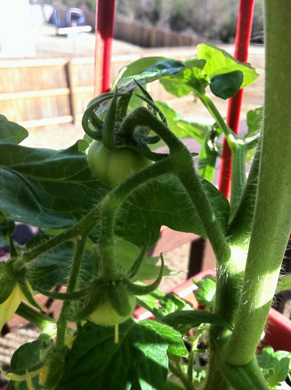 Natalie Johnson tweet media