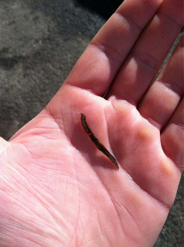 WHutch817's tweet image. Biggest Grizzly stem I&apos;ve ever seen #DipProblems