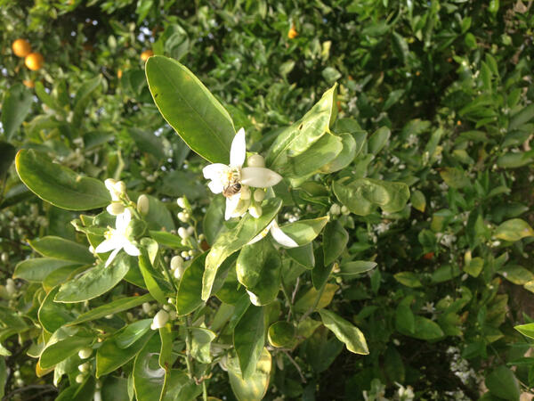 BennettHoney's tweet image. Orange blossoms at the honey farm! Possible sign of a good Orange crop to come? Thanks @blessedbybees for the pic;)