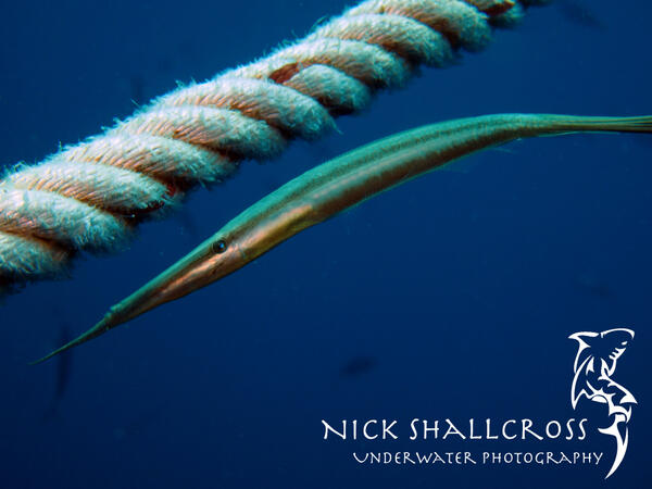 NickShallcross's tweet photo. Bearded Filefish
#scuba #underwater #photography #doyouinspire #fridayfotos #photo #nature http://t.co/tRKGLPZ78g