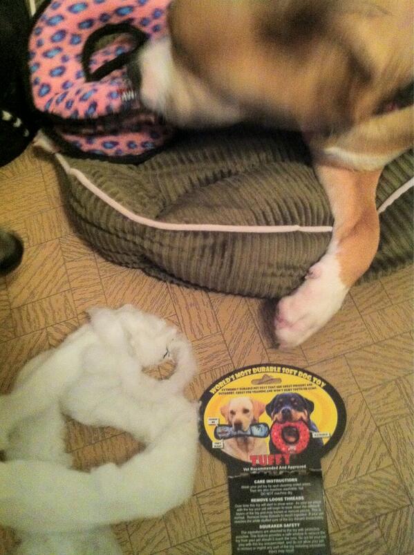 PhilPlume's tweet photo. "Worlds most durable soft did toy"... Still can't last more than 20 min with my Nova... #Tuffy #VIPproducts http://t.co/aG6wxJ11B2