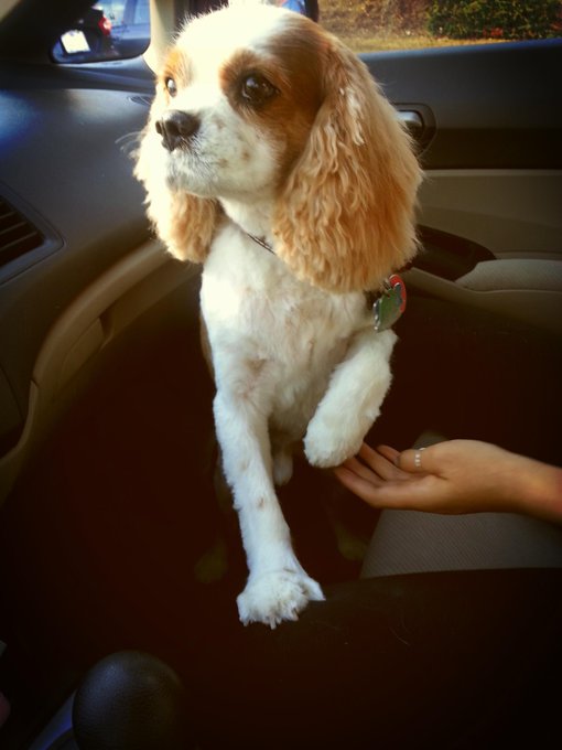 Watch kay 🐻 bear's leaked NSFW photo on TwXstars