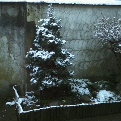 KopfRauschen's tweet image. Weihnachten! Anyone? #snowcontent