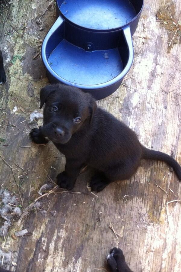 ⚠⚠THE PUPPIES ARE READY!⚠⚠ if you're serious about wanting one, let me know ASAP. #Theyrefree ❤🐶