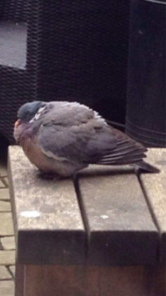 rickygervais's tweet photo. I think we're putting out too much bird feed..
#fatbastard http://t.co/pqmvmanXNe