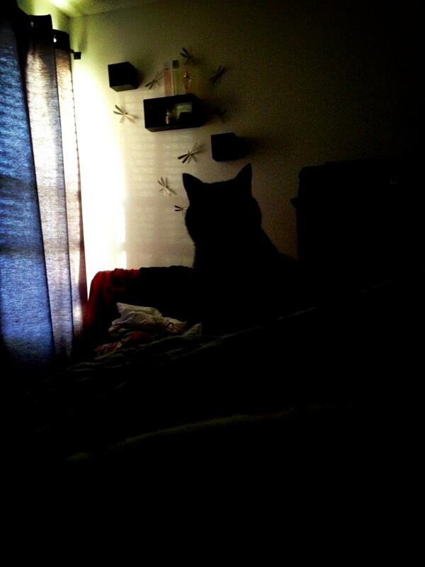 smash_wh0a's tweet image. Ever feel like someone is watching you sleep? #creeper #crackcat