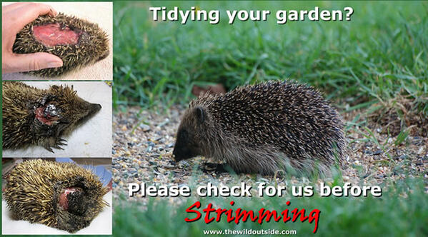 thewildoutside's tweet photo. Tidying your garden? Please look out for hedgehogs before strimming etc - http://t.co/Mv2Q2AbpVr … -- http://t.co/nwcCzAS0Bj