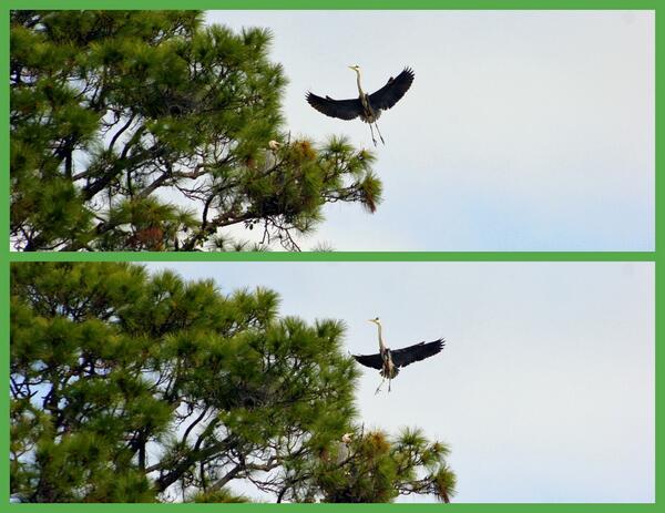 WeekiWacheeSpgs's tweet image. A Blue Heron fly's back to the nest to tend to the chicks waiting in the nest along the #WeekiWachee River.
