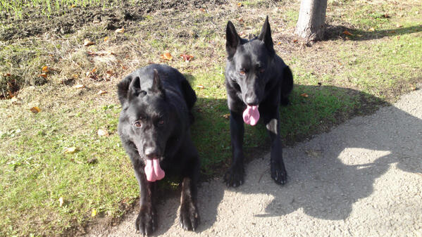 TheNezter's tweet photo. @WYPDogs me and my dad http://t.co/UGKcosMgR6