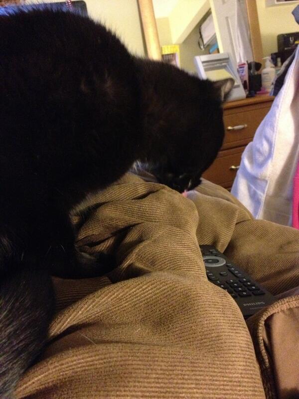 kelsdjohnston's tweet image. Why the fuck are you licking my comforter Fluffy... #weirdasfuck #crackcat #ohhi