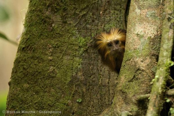 Greenpeace's tweet photo. #ForestDay, because without healthy thriving forests, planet Earth cannot sustain life: http://t.co/wO4hIJcWqK http://t.co/5maXfzSJQp