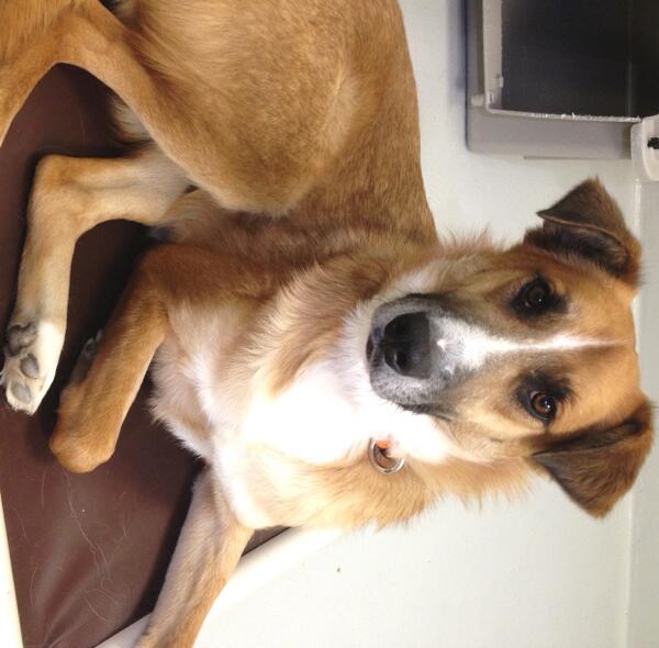 Winnipeg Humane Society tweet media