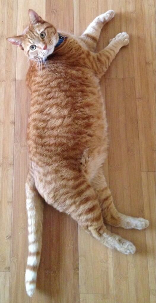 RealFratCat's tweet photo. What are you looking at? http://t.co/218yO06AYz