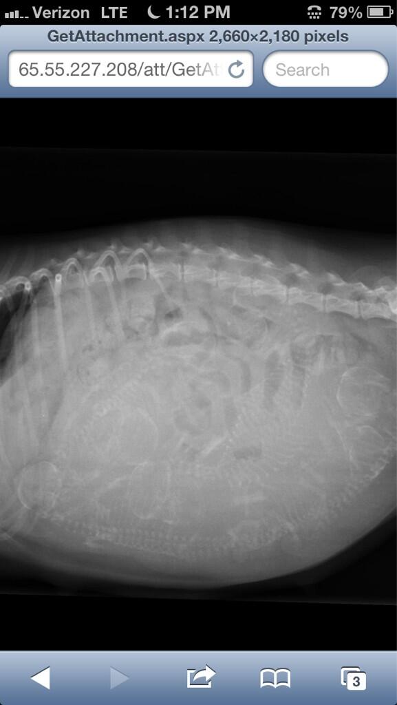 cassandraparke's tweet photo. My baby Claire has 8 babies inside her #proudgrandmotherofeight #poordog! http://t.co/BEnT9npBuq