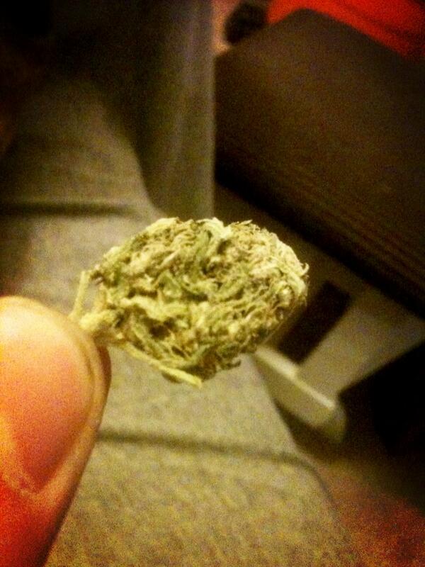 moralissue's tweet image. This nug smells so pungently of spoiled fruit and skunk ass.