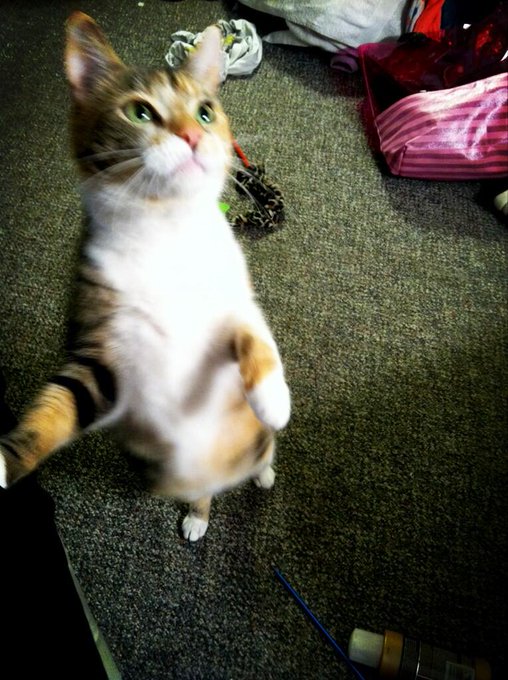 Molly begging for spinach pie 🐱💚 #catlady http://t.co/goYZBRvAm1<a href="/tag/catlady"class="tags">#catlady</a>