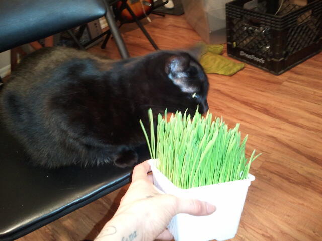 Would you love me if I gave you this grass? #ineedcatattention http://t.co/uSmzIimngG<a href="/tag/ineedcatattention"class="tags">#ineedcatattention</a>