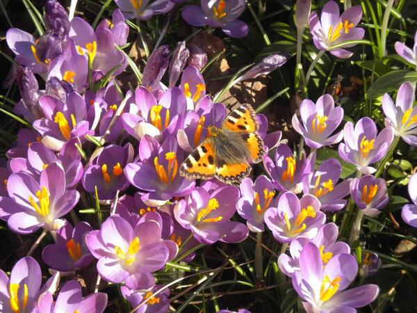 Het wordt lente !!!
