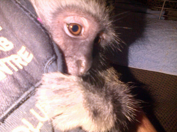 UMSIZI VERVET RESCUE tweet media