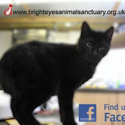 3 x 8 month-old black kitten siblings desperately seeking home(s). Call 07710 607816. Photo 1. - Theo (male)