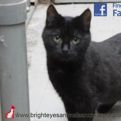 3 x 8 month-old black kitten siblings desperately seeking home(s). Call 07710 607816. Photo 3. - Ebony (female)