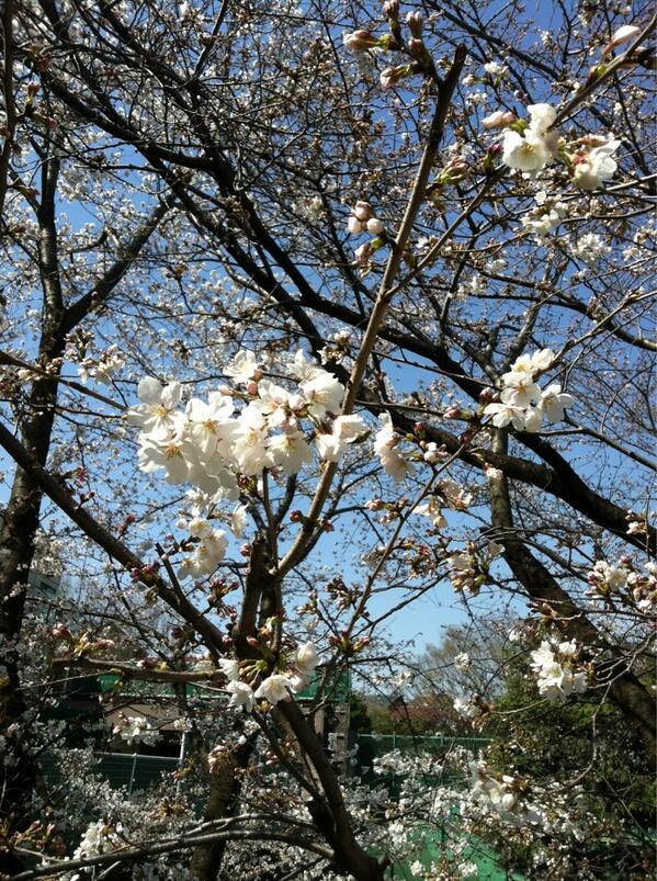 PaguXAM's tweet photo. 道場近くの桜。
風流やな。 http://t.co/7fVveVg7KZ
