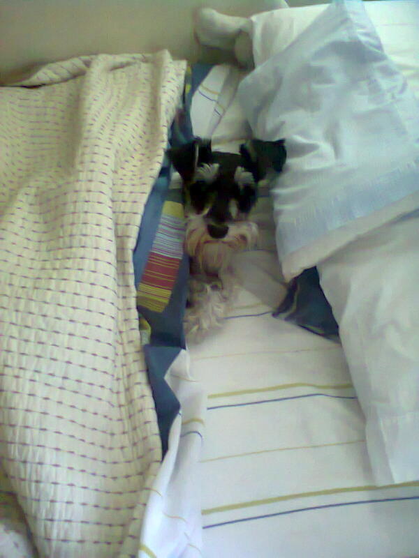 Eche_Seba's tweet photo. se dio cuenta que le estoy tomando fotos :D http://t.co/EdDKY0oWSR