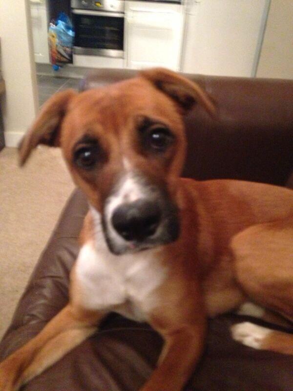 pooch_master tweet picture