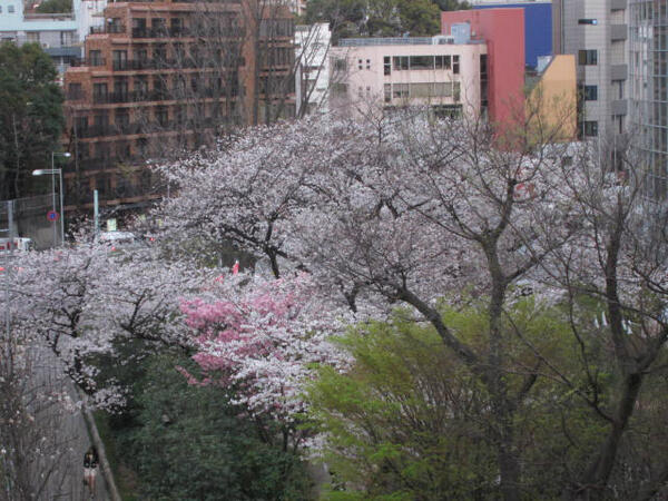 130322 岩上安身の桜ツイート