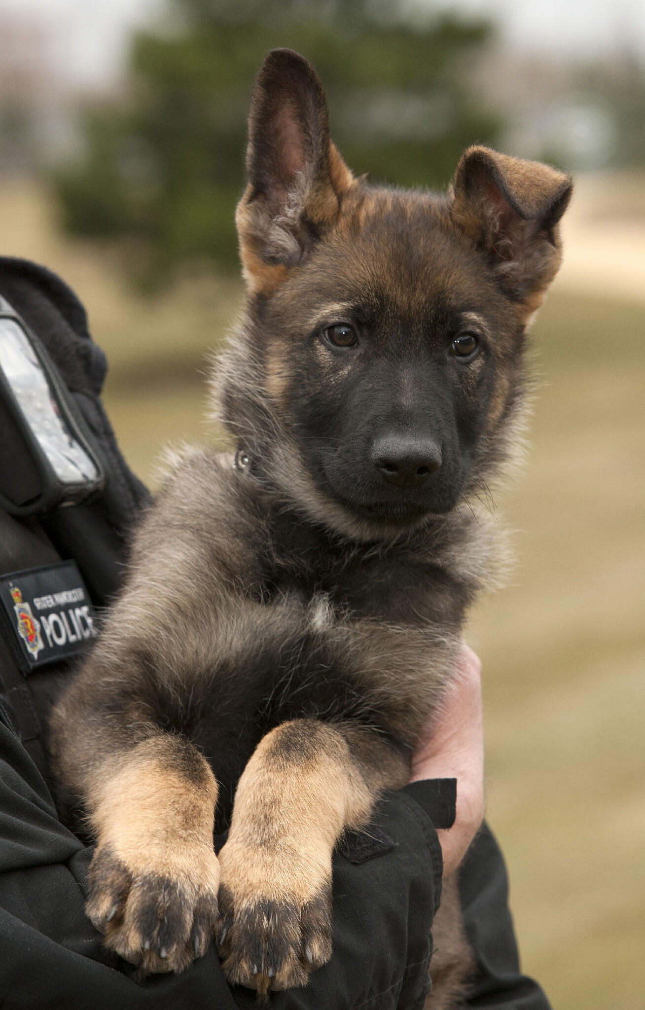 what type of dog are police dogs