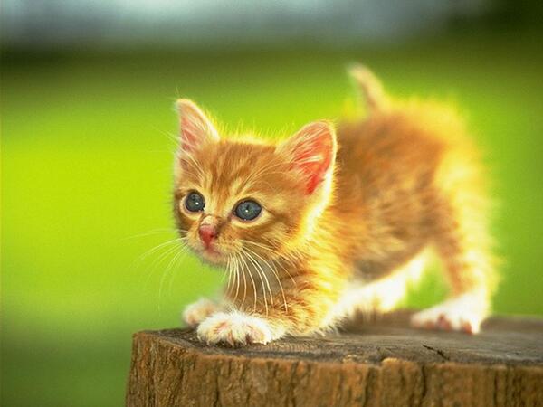 catweetga's tweet photo. こねこ https://t.co/K3ZxQngIzT