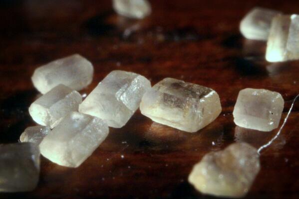 ThingsDeadClose's tweet photo. Individual sugar granules. http://t.co/sZTNYydbor