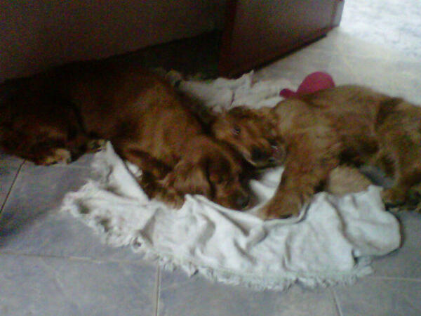 Nana_0803's tweet photo. Mis hijos consentidos ♥♥♥ http://t.co/KU5inNvHPD