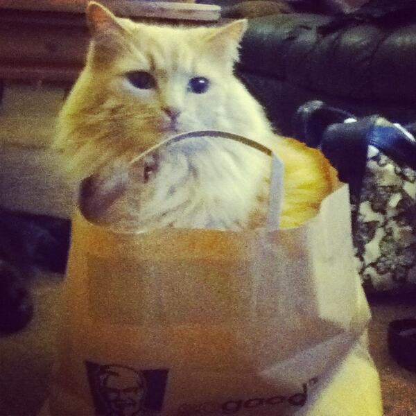 jeiiyy's tweet photo. Why isn't #catinakfcbag trending ? http://t.co/1eOsZNeeqz