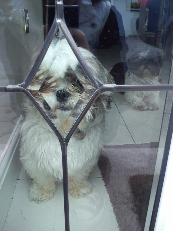 ChineseDoggy's tweet photo. Myself and Pebbles doing our regular inspection of the front door http://t.co/W2GiTBhFHJ