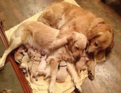 afowler15's tweet image. thats what i call a family xxxxx awwwwwwww